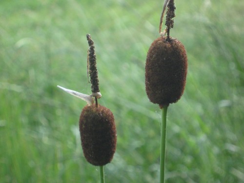 Zwergrohrkolben typha minima - zwergrohrkolben,,