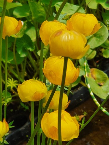 Trollblume trollius - trollblume,,