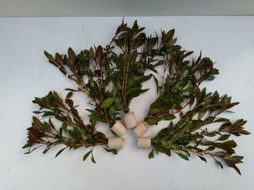 Bund ludwigia palustris - bund,