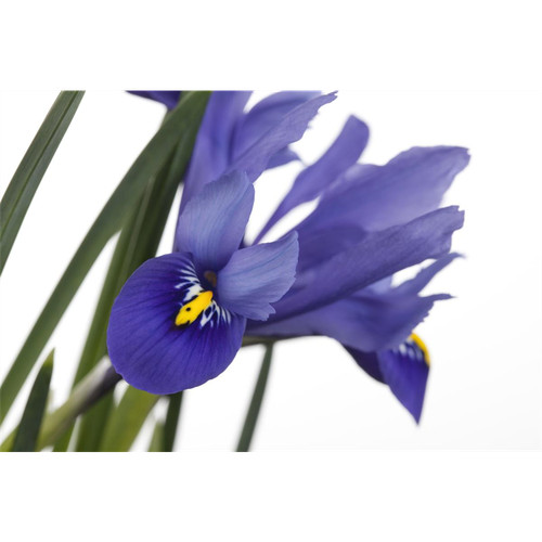 Iris versicolor - ,