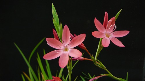 Schizostylis coccinea rote - coccinea,