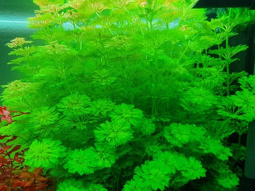 Aquariumpflanze limnophila - aquariumpflanze,