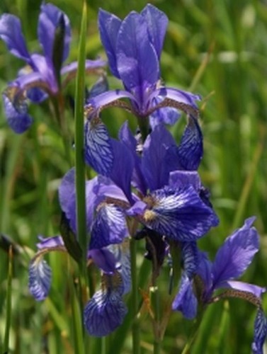 Iris sibirica wiesen - sibirica,, wiesen-iris