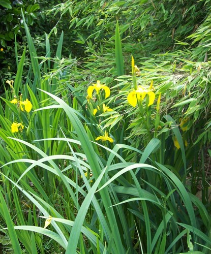 Gelbe schwertlilie - 5x,