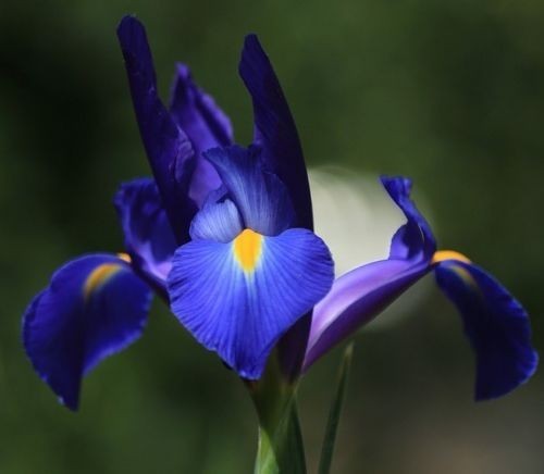 Sumpfiris blau teichpflanzen - sumpfiris,
