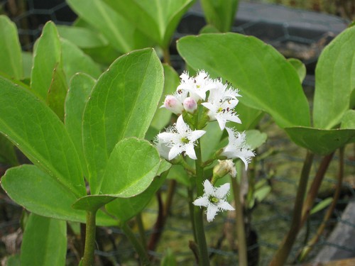 Fieberklee menyanthes - fieberklee,