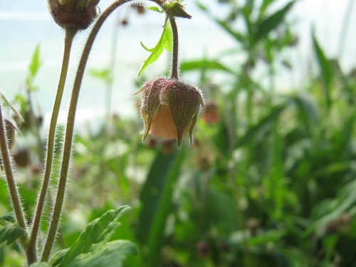 Bachnelkenwurz geum rivale - -,