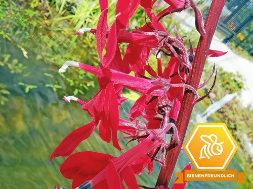 Staudenlobelie lobelia - -,