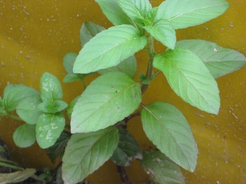 Bachminze teichminze mentha - bachminze,, teichminze,