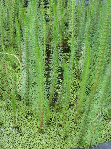 Tannenwedel hippuris vulgaris - tannenwedel,,