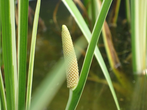 Bunter kalmus acorus calamus - bunter,