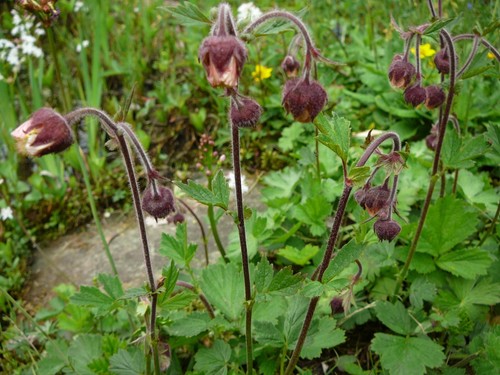 Geum rivale bachnelkenwurz - geum,