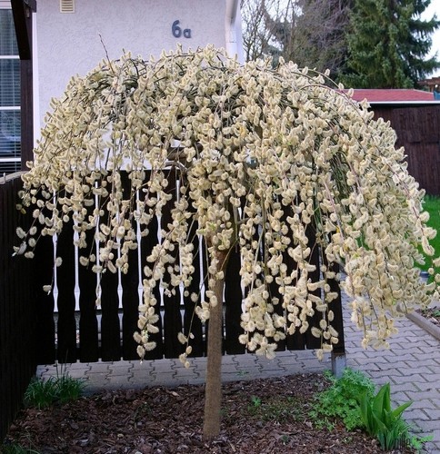 Salix caprea pendula hängende - caprea,