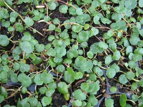 Wassernabel hydrocotyle - wassernabel,,