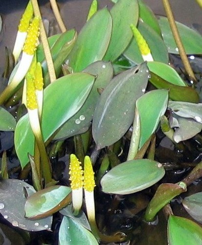 Goldkolben goldkeule orontium - goldkeule,