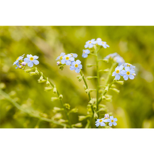 Myosotis scorpioides