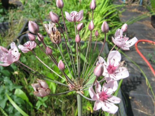 Schwanenblume butomus - schwanenblume,