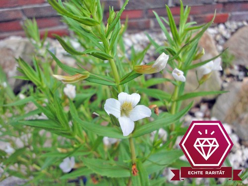 Gnadenkraut gratiola - gnadenkraut,