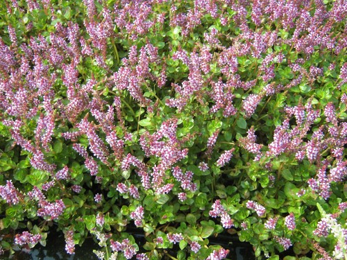 Kleine rotala - kleine,