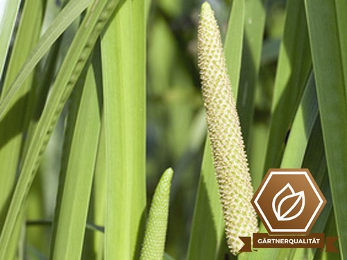 Kalmus acorus calamus - kalmus,