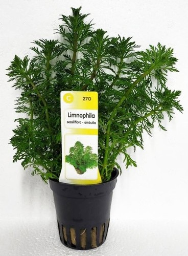 Limnophila sessiliflora - ,