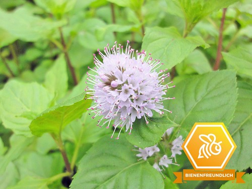 Wasserminze mentha aquatica - wasserminze,