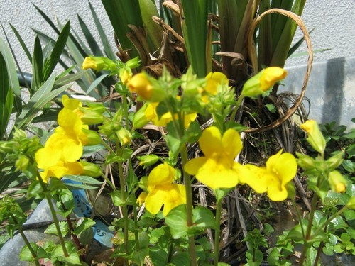 Gelbe gauklerblume mimulus - gauklerblume,,