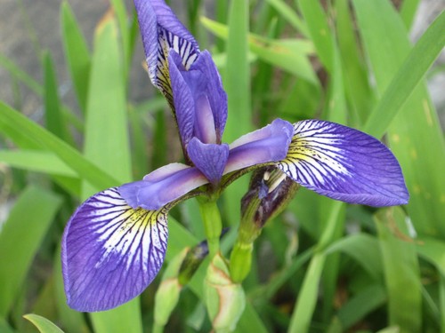 Iris versicolor - ,