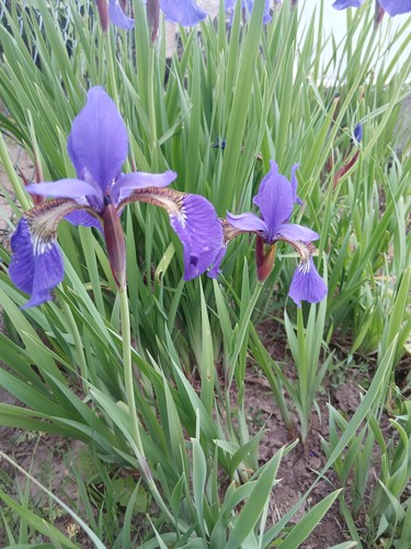 Triebe violette - 5-8,