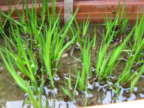 Schwertblättrige binse juncus - schwertblättrige,