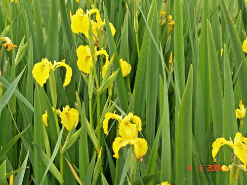 Iris gelb gelbe - iris, gelb,