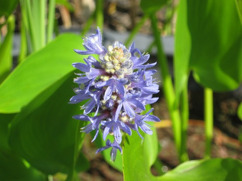 Hechtkraut pontederia cordata - pontederia,