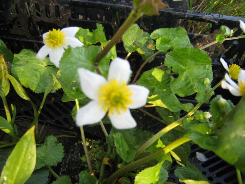 Caltha palustris alba weisse - caltha,