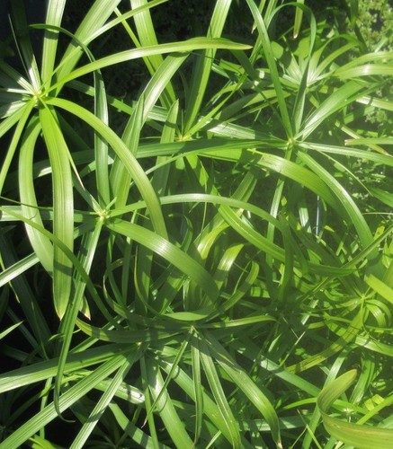 Cyperus alternifolius - ,