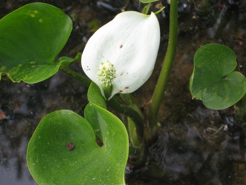 Schlangenwurz calla palustris - schlangenwurz,