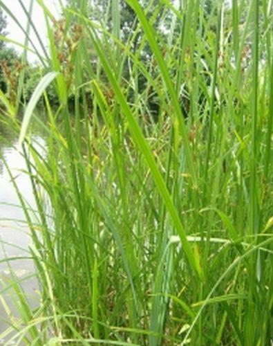 Zyperngras cyperus longus - cyperus,
