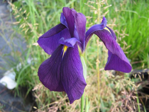 Iris ensata blaue - blaue, sumpfiris