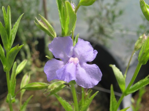 Blaue gauklerblume mimulus - blaue,