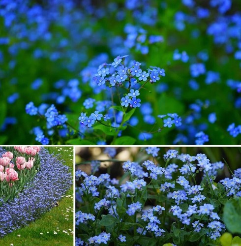 Blaues sumpfvergißmeinnicht - blaues,