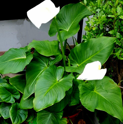 Sumpfpflanze calla hier eine - calla,