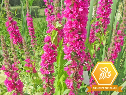 Blutweiderich lythrum - blutweiderich,