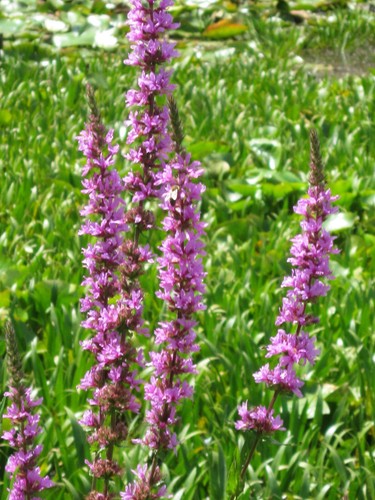 Blutweiderich lythrum - blutweiderich,,