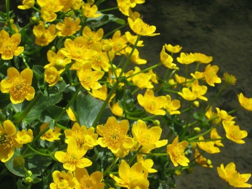 Sumpfdotterblume caltha - sumpfdotterblume,