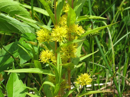 Lysimachia thyrsiflora - ,