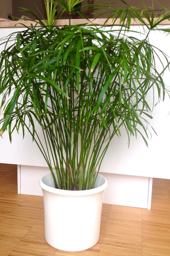Cyperus alternifolius