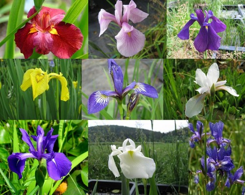 Sumpfiris mix iris - iris,