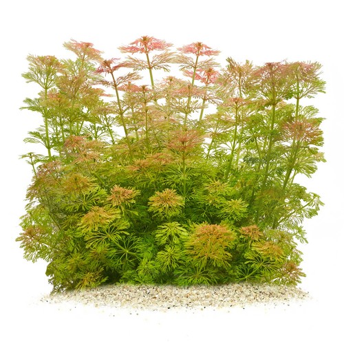 Limnophila sessiliflora - , i